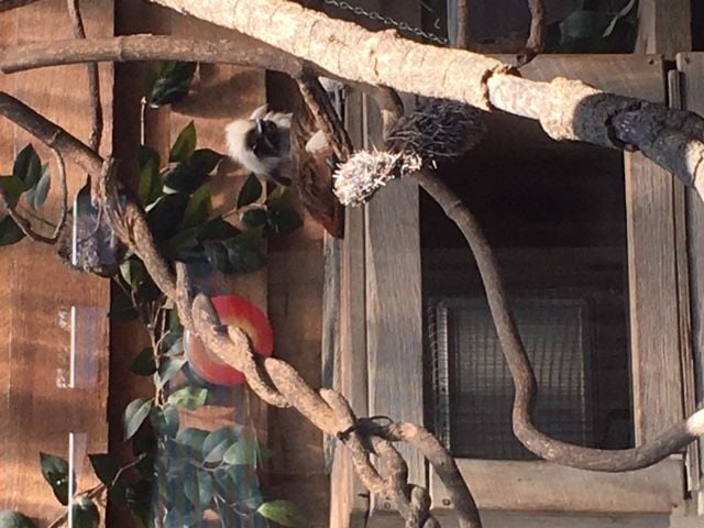 Symbio Wildlife Park - Thursday 15th October, 2020 Image -5f8d03be4c0bf